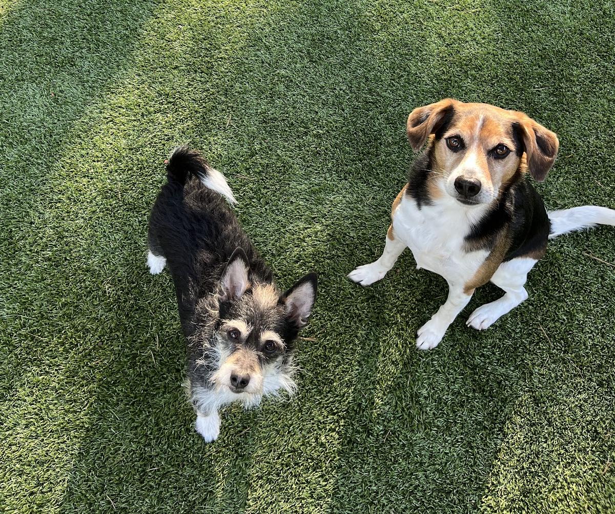 Enlarge Duke and Rex, a Adoptable Beagle in Salisbury, NC image 1/7