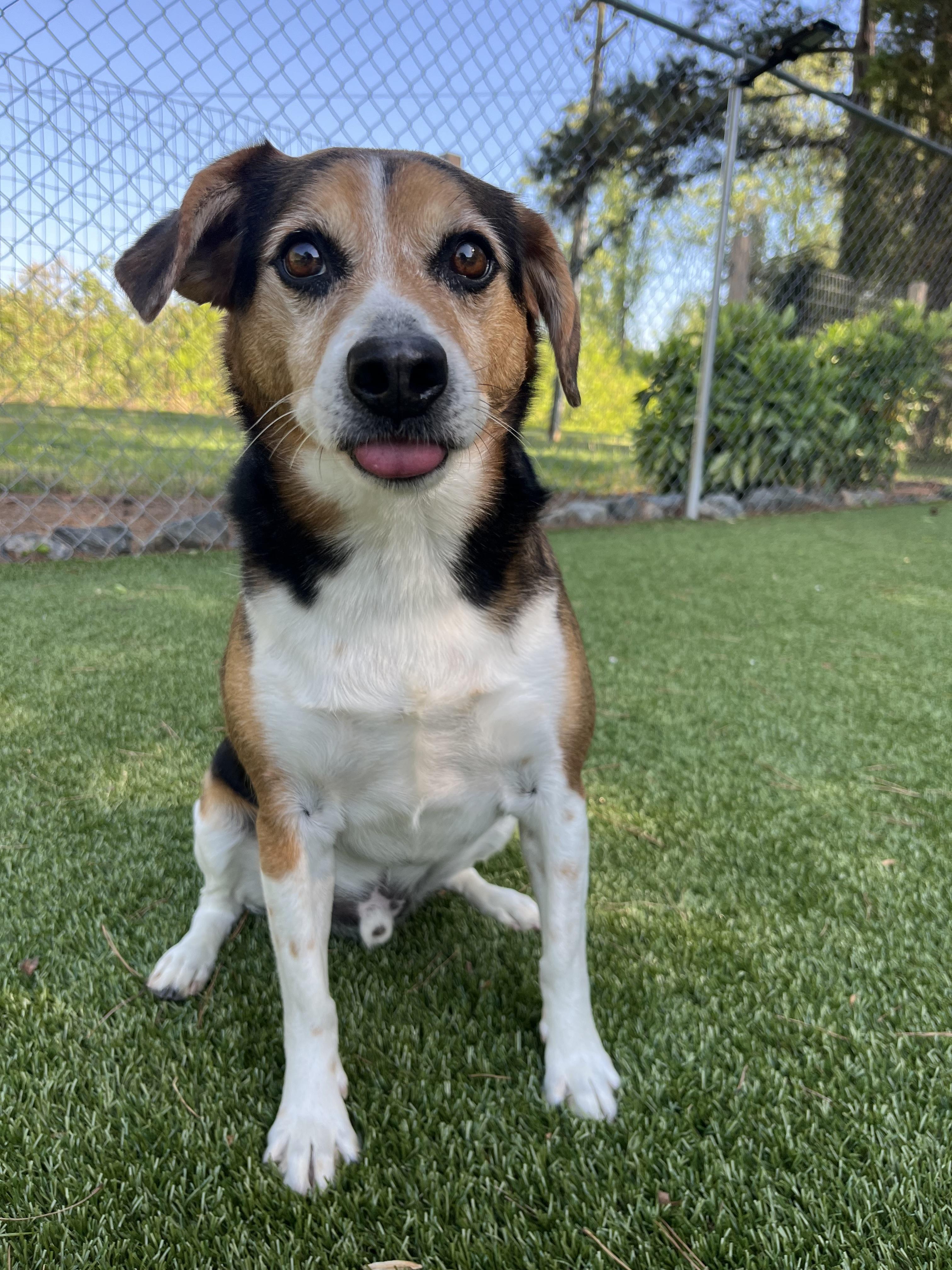 Enlarge Duke and Rex, a Adoptable Beagle in Salisbury, NC image 4/7