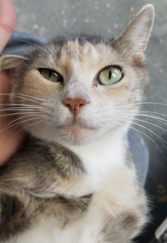 Catniss, Adopted, Adult Female Domestic Short Hair.