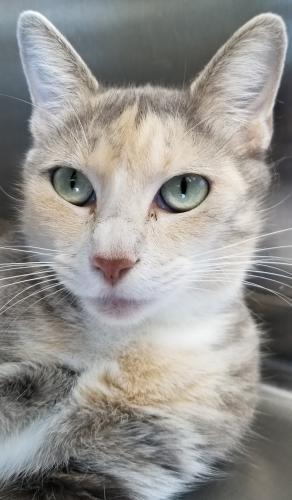 Enlarge Catniss, a Adopted Domestic Short Hair in Aransas Pass, TX image 2/6