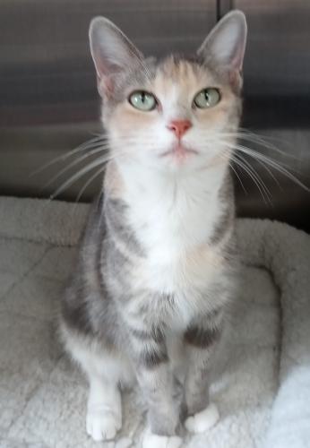 Enlarge Catniss, a Adopted Domestic Short Hair in Aransas Pass, TX image 3/6