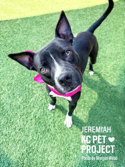 Jeremiah, Adoptable, Adult Male Pit Bull Terrier & Mixed Breed.