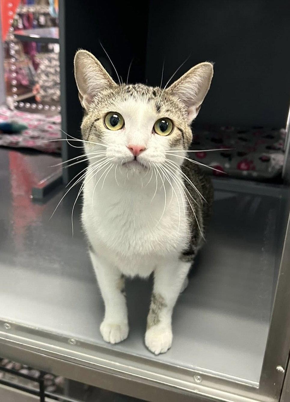 Enlarge Penelope, a Adoptable Domestic Short Hair in Glendale, AZ image 2/2