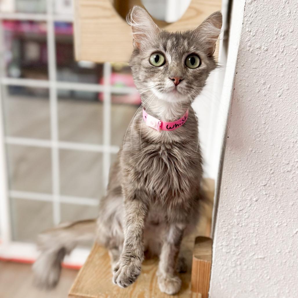Whisk, Adoptable, Adult Female Domestic Long Hair.