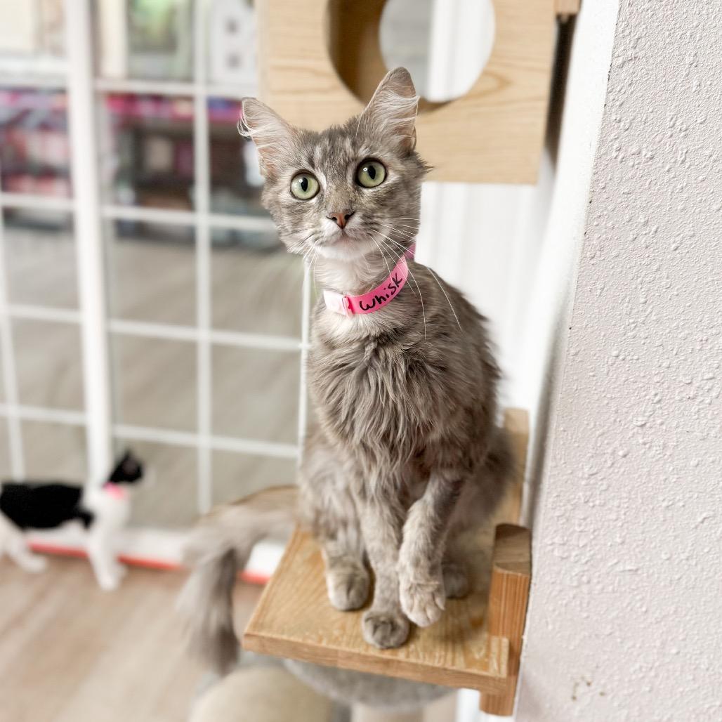 Whisk, a Adoptable Domestic Long Hair in Newberg, OR image 2/3