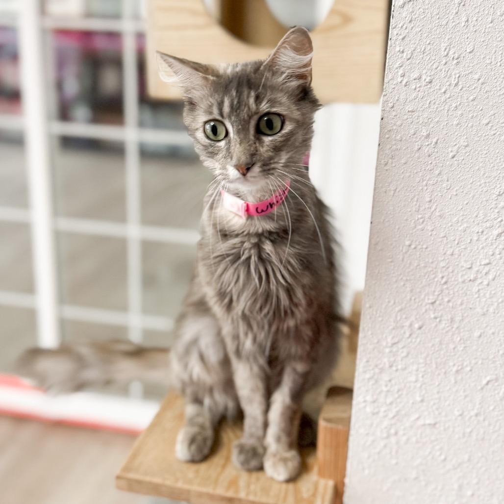 Whisk, a Adoptable Domestic Long Hair in Newberg, OR image 3/3