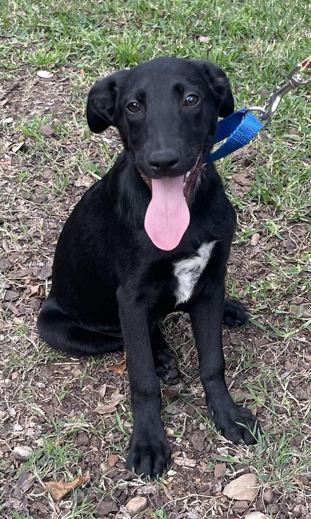 Reid, a Adoptable mixed breed in Bellaire, TX image 5/6