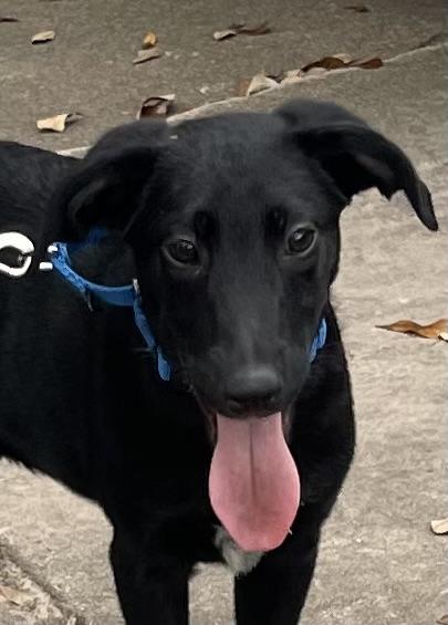 Reid, a Adoptable mixed breed in Bellaire, TX image 3/6