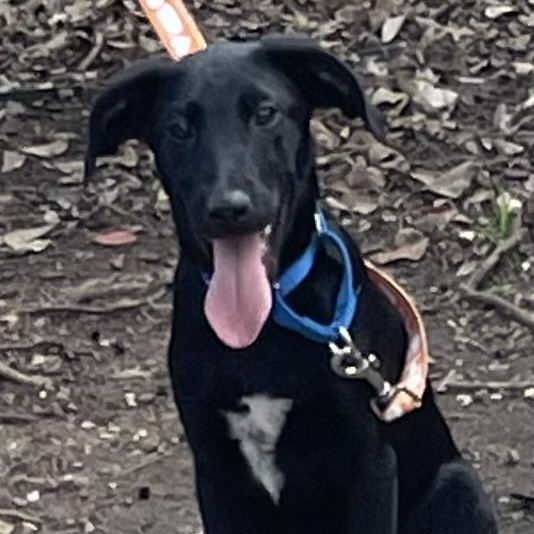 Reid, a Adoptable mixed breed in Bellaire, TX image 1/6