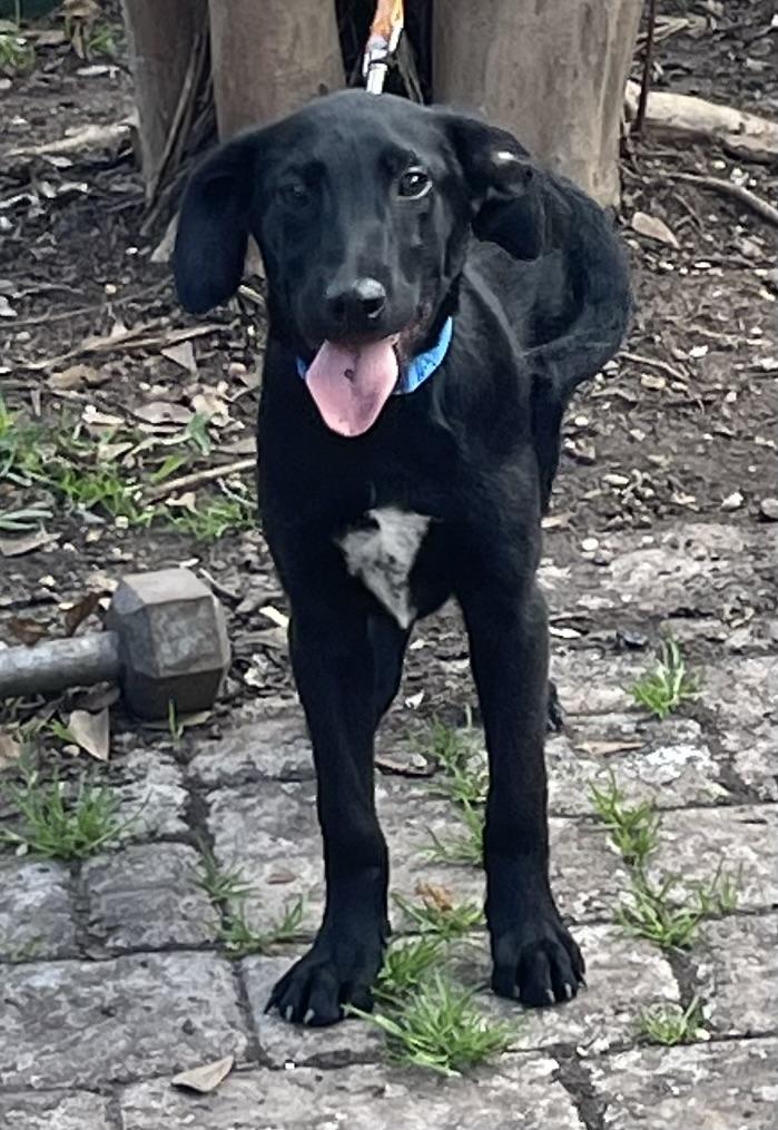 Reid, a Adoptable mixed breed in Bellaire, TX image 4/6