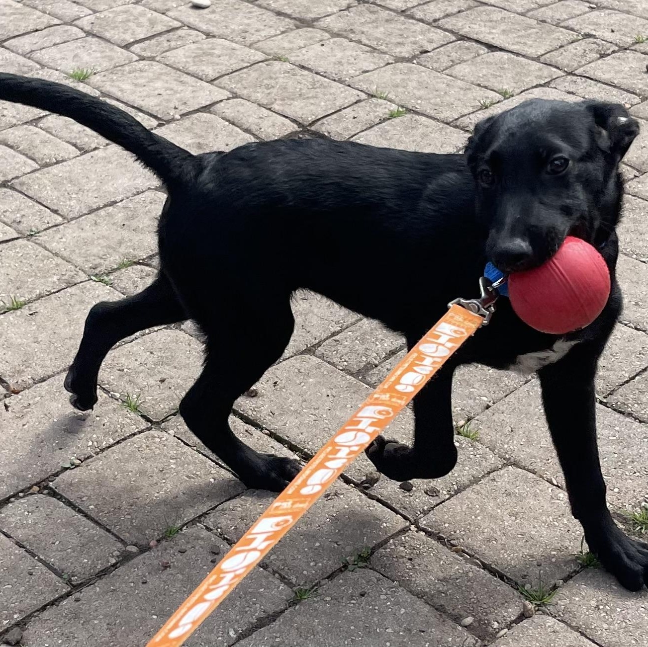 Reid, a Adoptable mixed breed in Bellaire, TX image 6/6
