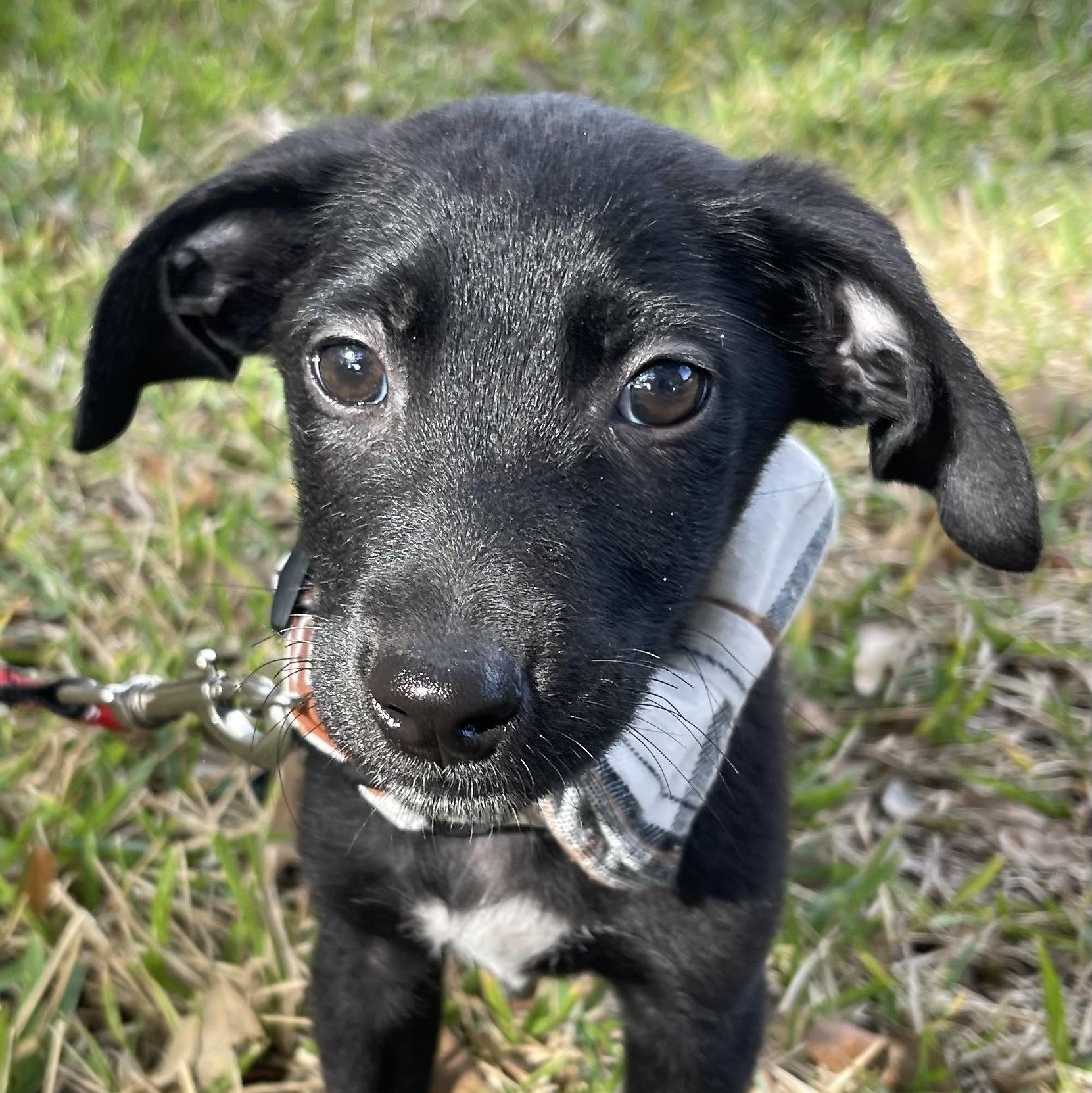 Reid, a Adoptable mixed breed in Bellaire, TX image 2/6