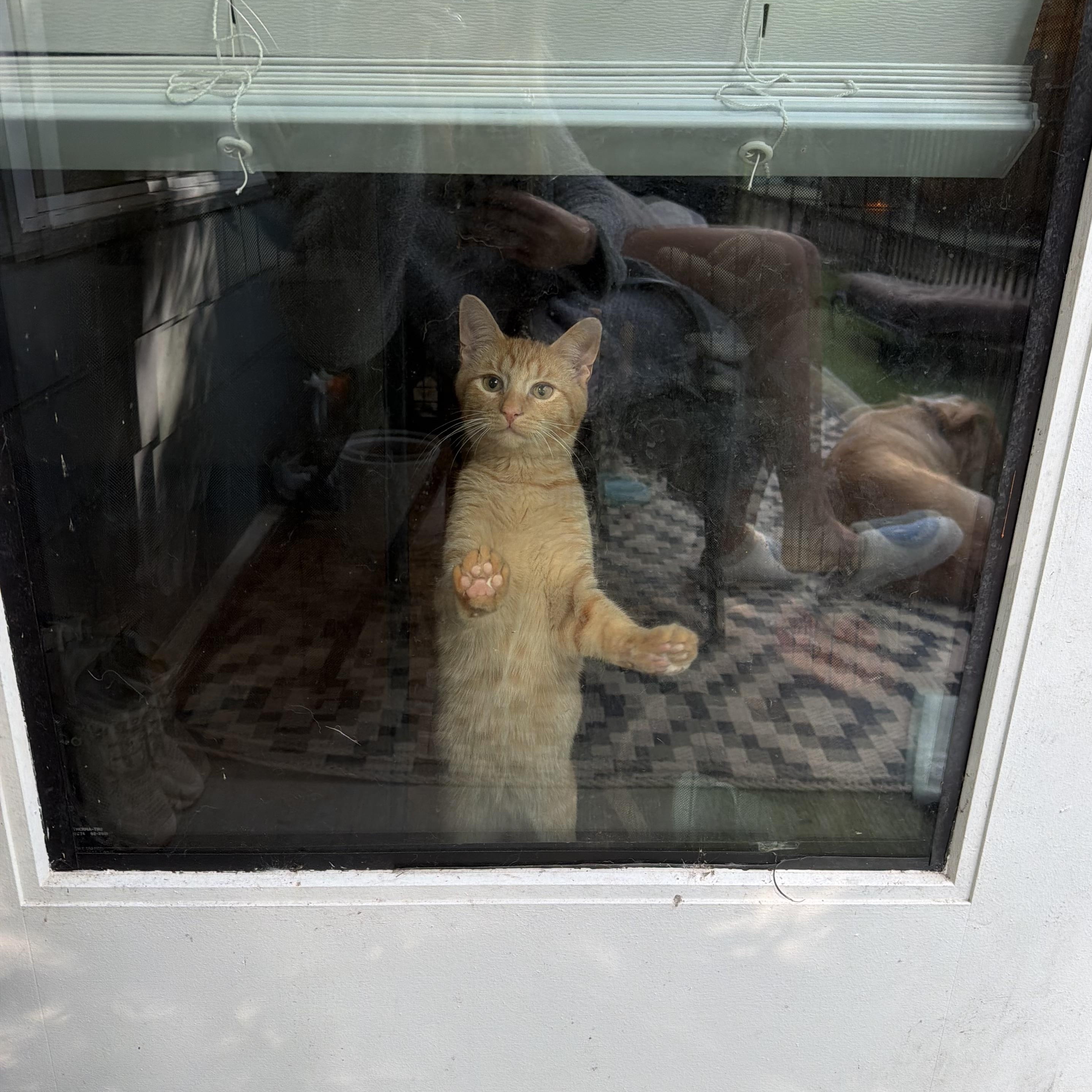 Enlarge Cheddar, a Adoptable American Shorthair in Smyrna, TN image 2/5