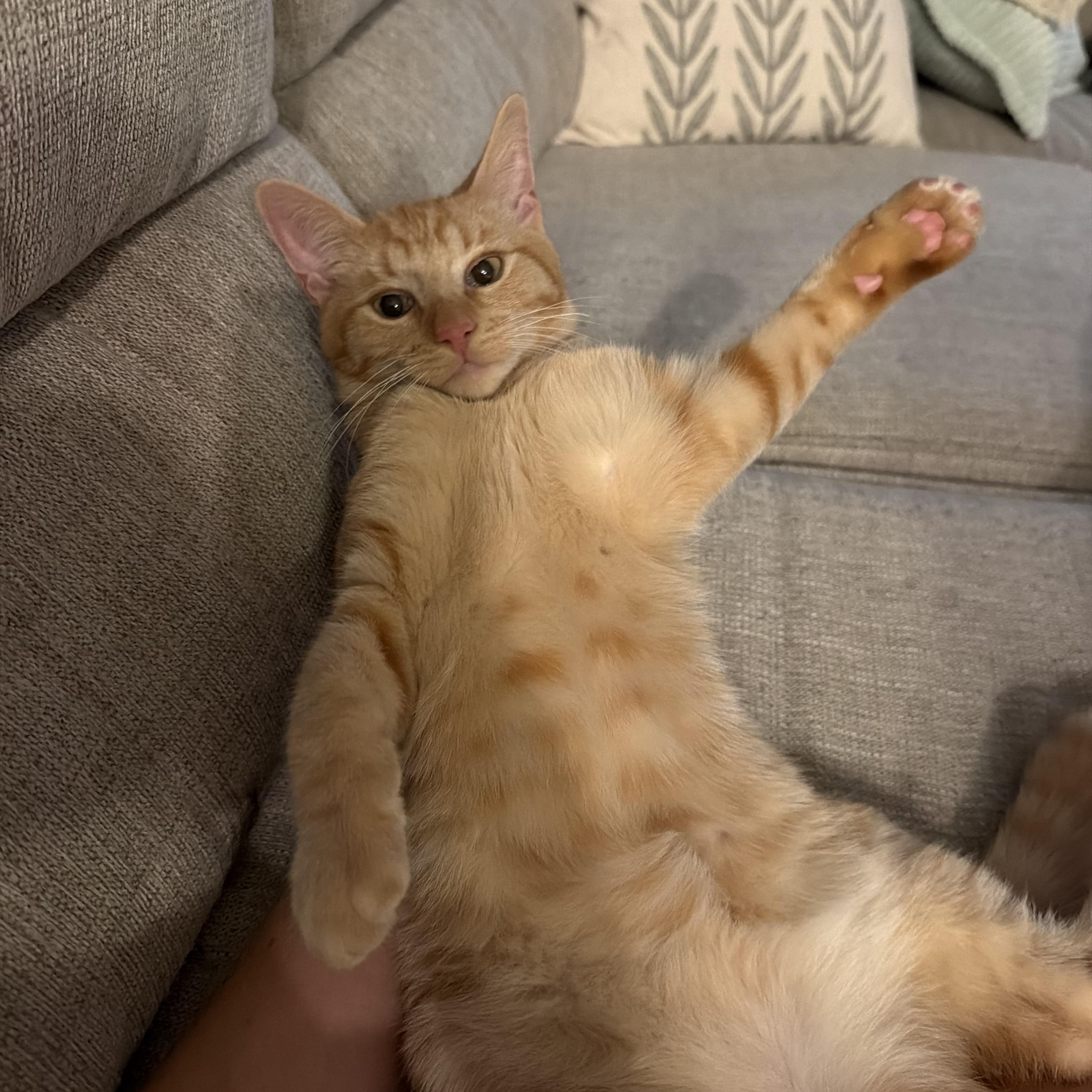 Cheddar, Adoptable, Young Male American Shorthair.