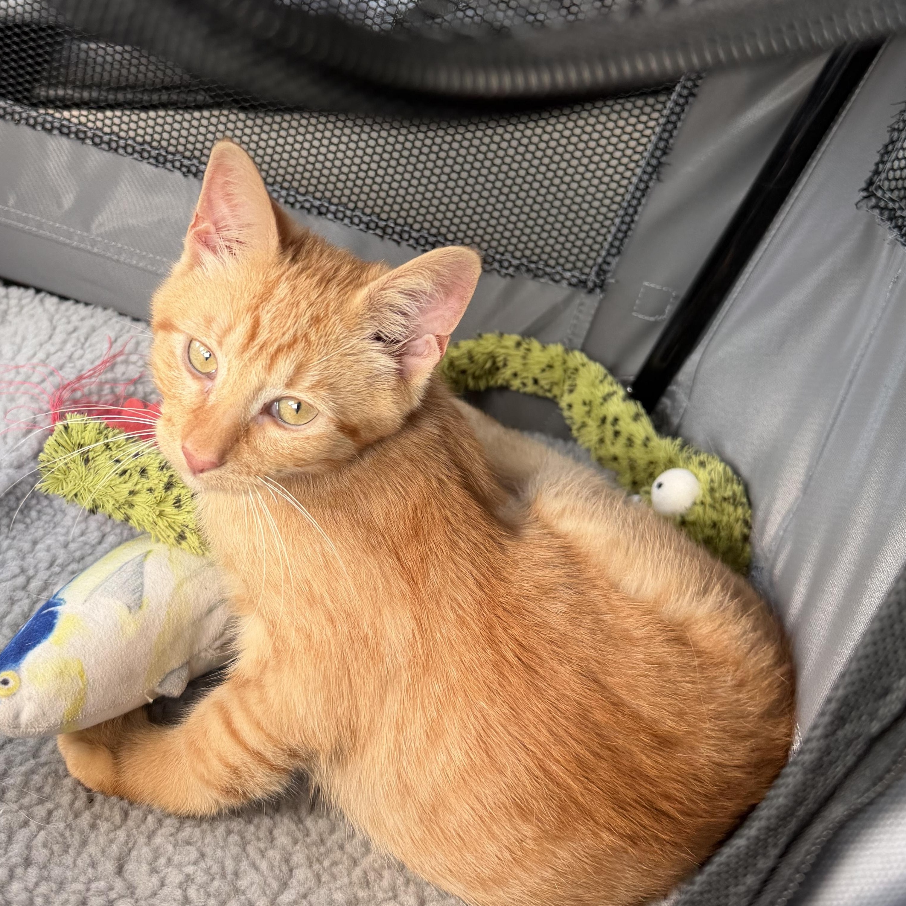Enlarge Cheddar, a Adoptable American Shorthair in Smyrna, TN image 4/5