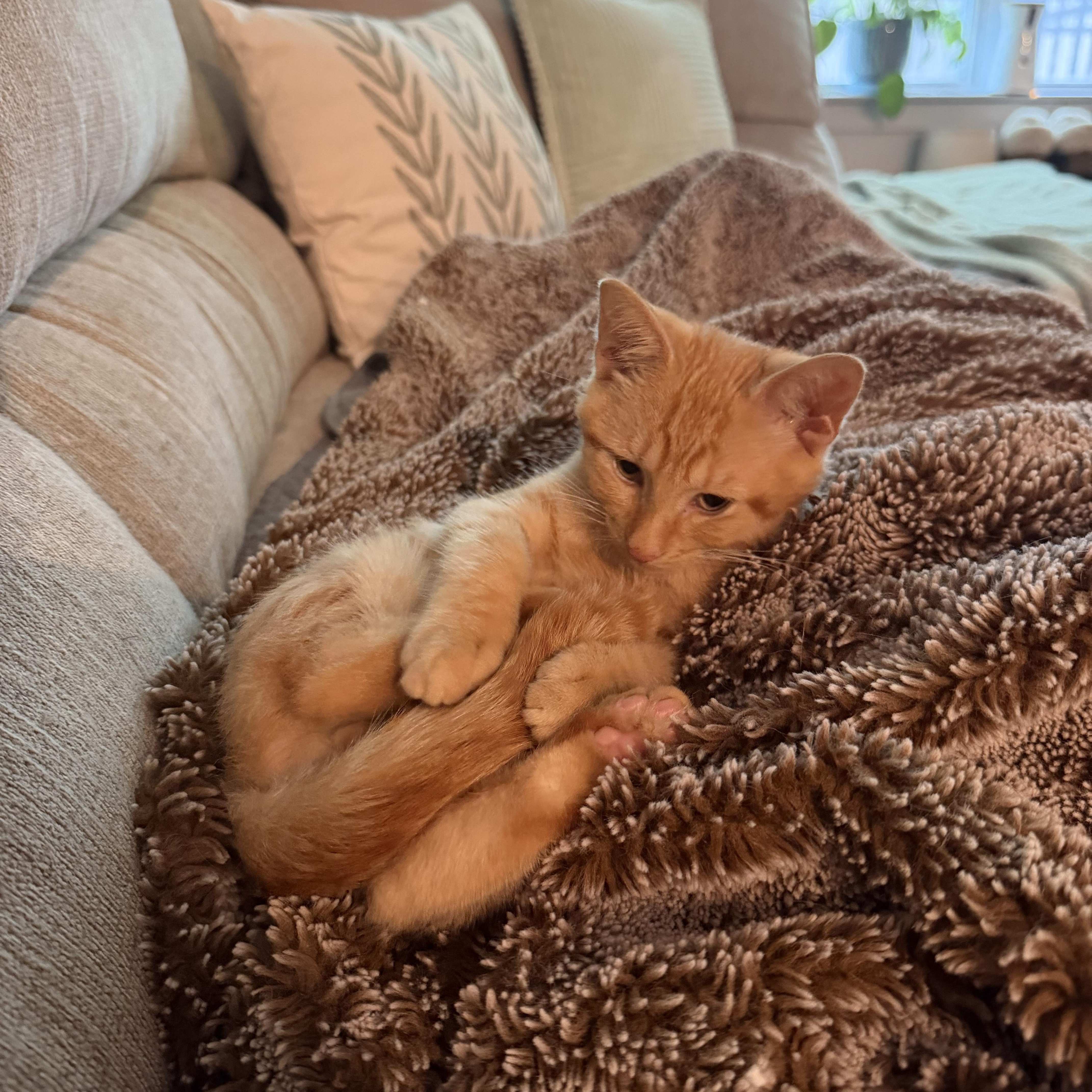 Enlarge Cheddar, a Adoptable American Shorthair in Smyrna, TN image 3/5