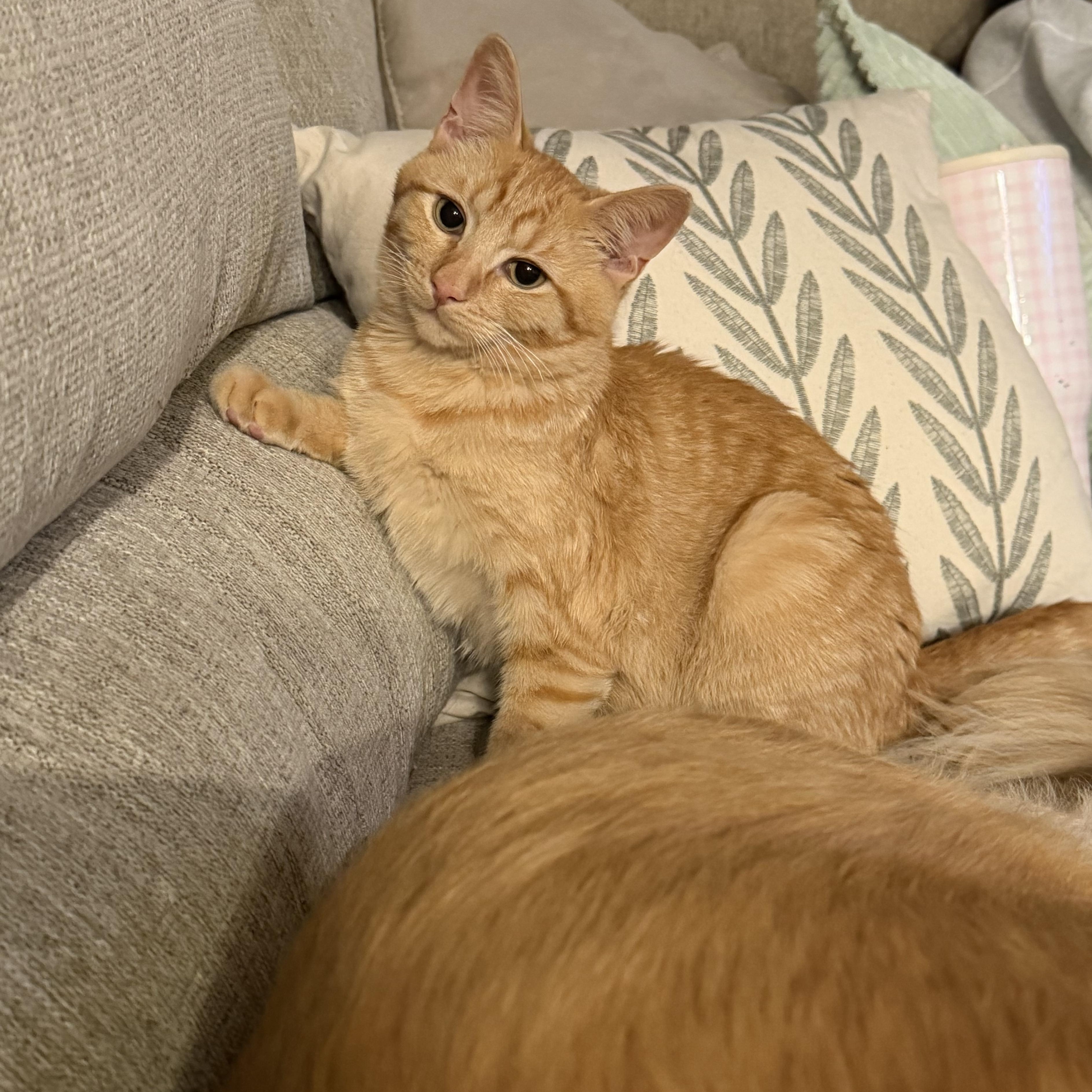 Enlarge Cheddar, a Adoptable American Shorthair in Smyrna, TN image 5/5