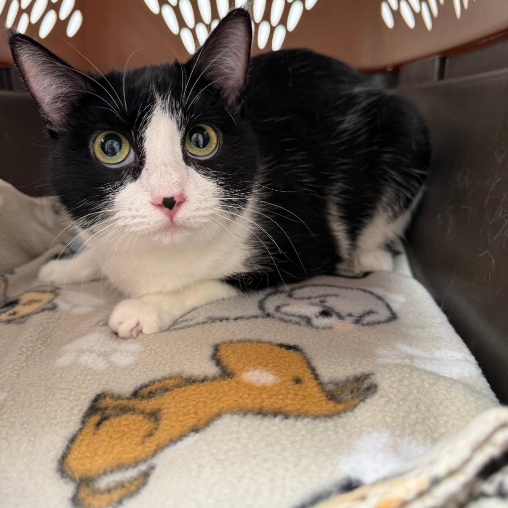 Fannie, Adoptable, Young Female Domestic Medium Hair.