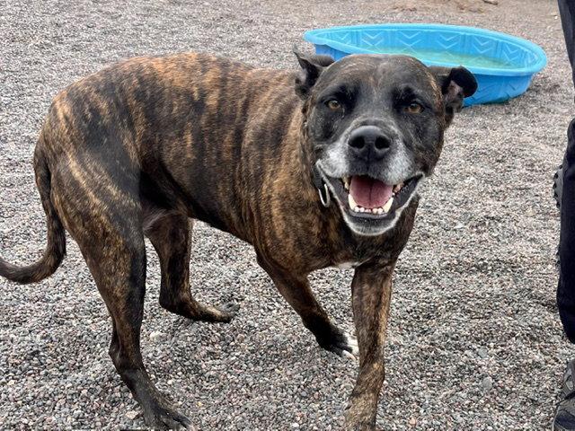 Jade, Adoptable, Adult Female Pit Bull Terrier.