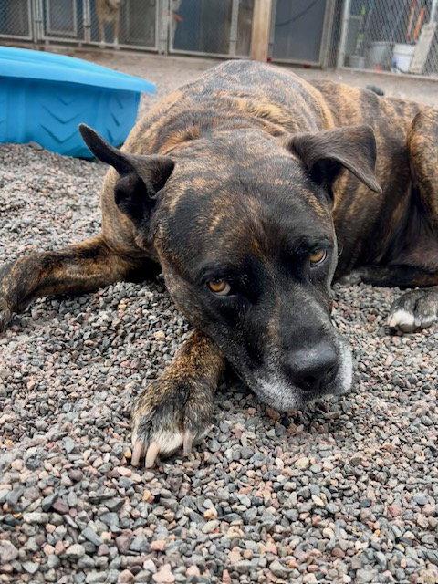 Jade, a Adoptable Pit Bull Terrier in Webster, WI image 2/3