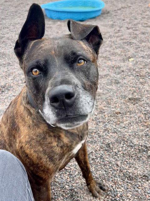 Jade, a Adoptable Pit Bull Terrier in Webster, WI image 3/3