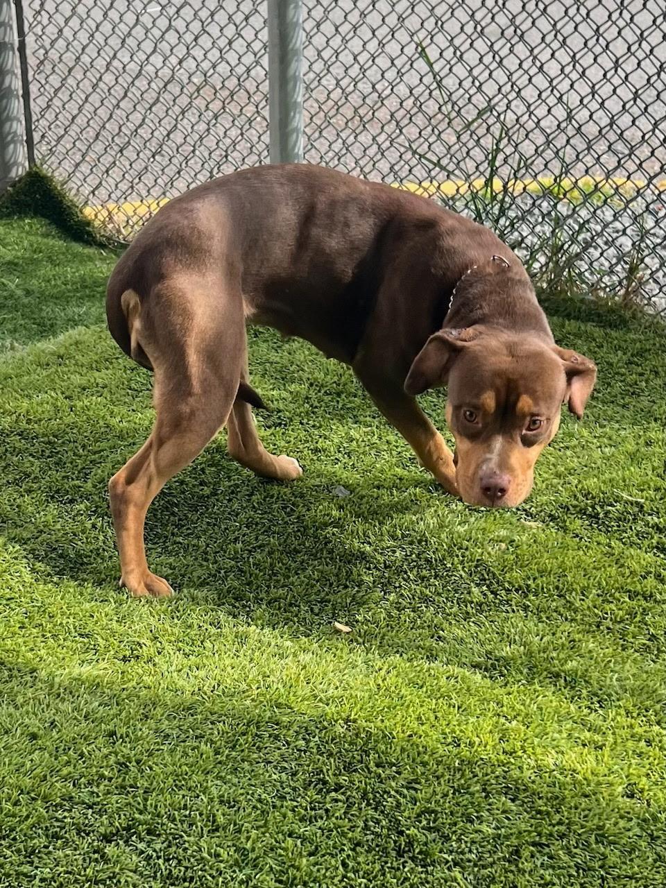 Sandy, ADOPTABLE, Adult Female Pit Bull Terrier.