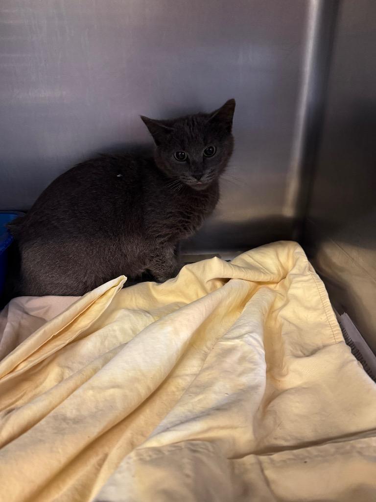 Enlarge Syringa, a Adopted Domestic Short Hair in Sorrento, LA image 1/1