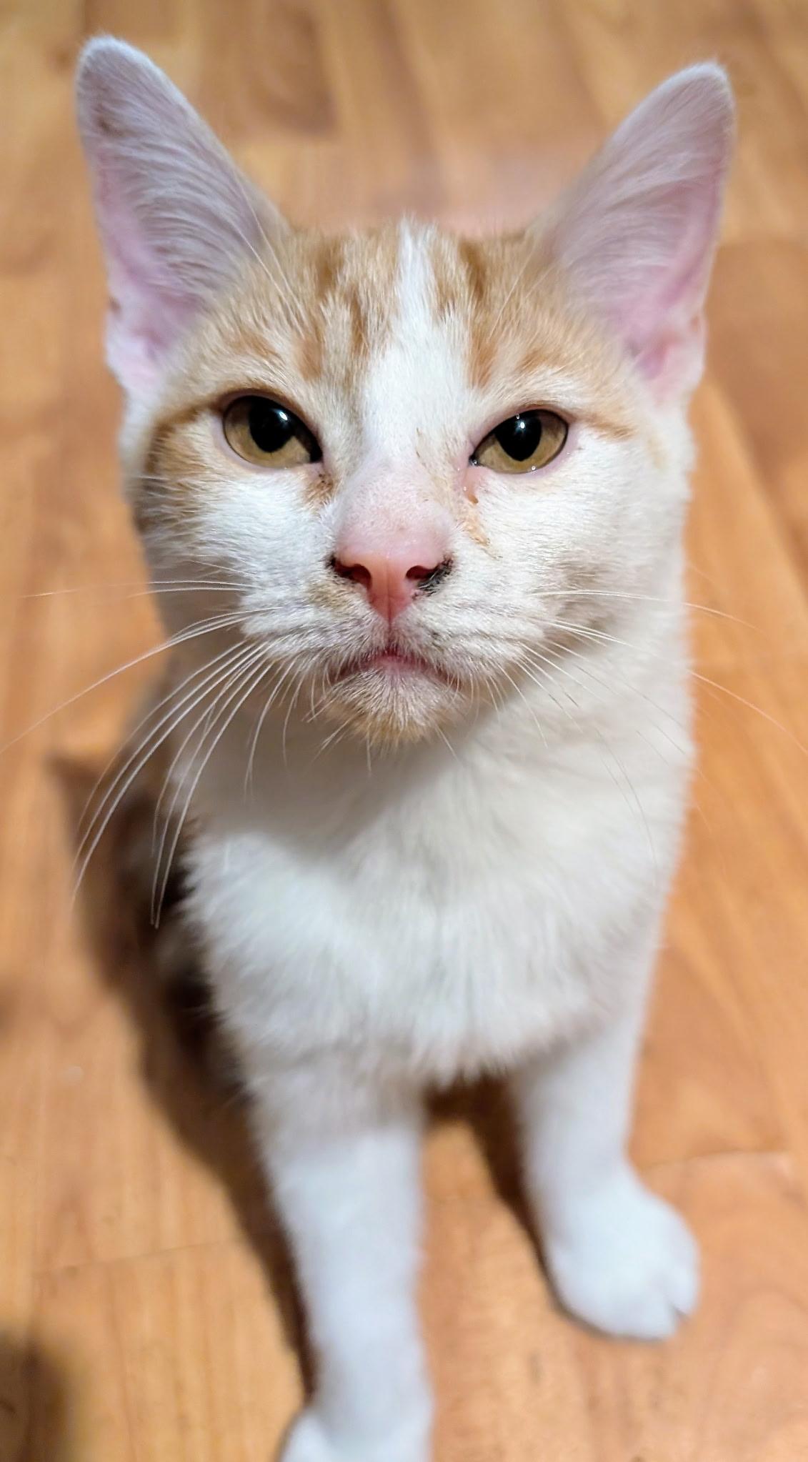 Enlarge Goldie, an adopted American Shorthair in Shelbyville, TN image 2/2