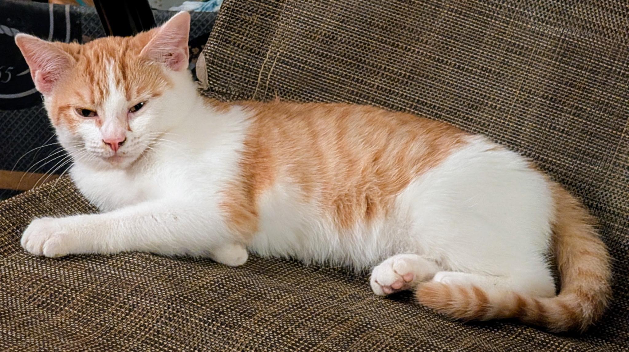 Enlarge Goldie, an adopted American Shorthair in Shelbyville, TN image 1/2