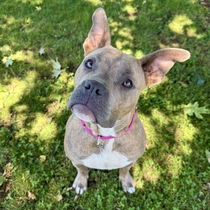 Hippo, Adult Female Mixed Breed