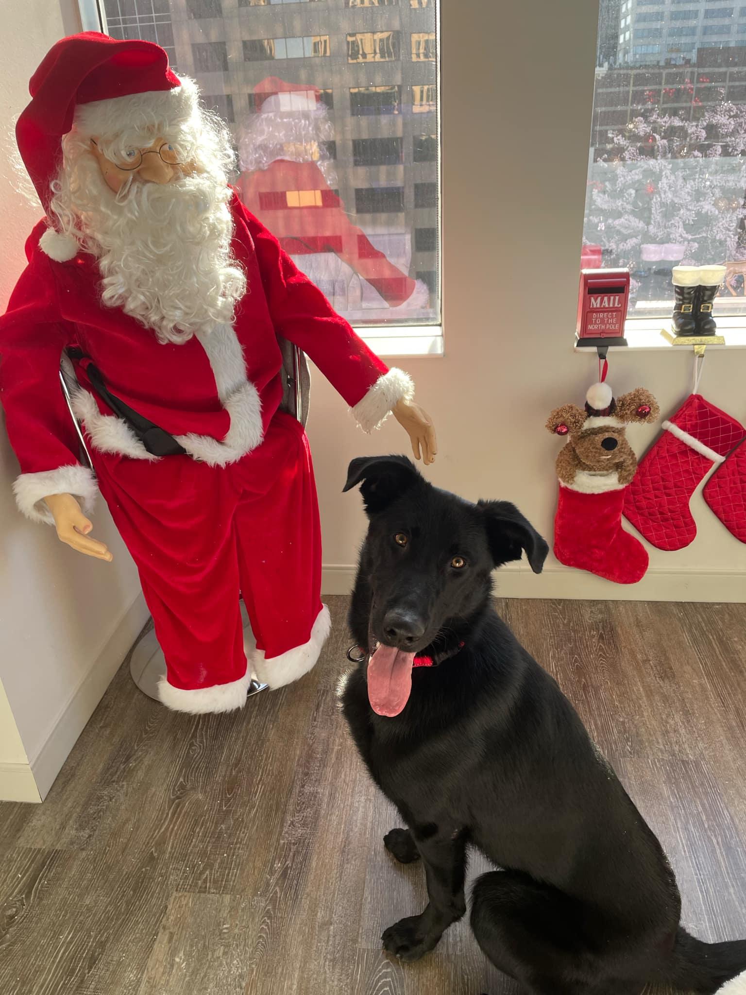 Enlarge Cylas, a Adoptable mixed breed in Kansas City, MO image 1/3