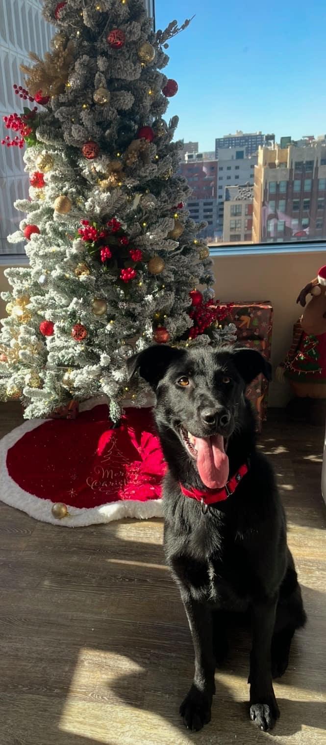 Enlarge Cylas, a Adoptable mixed breed in Kansas City, MO image 2/3