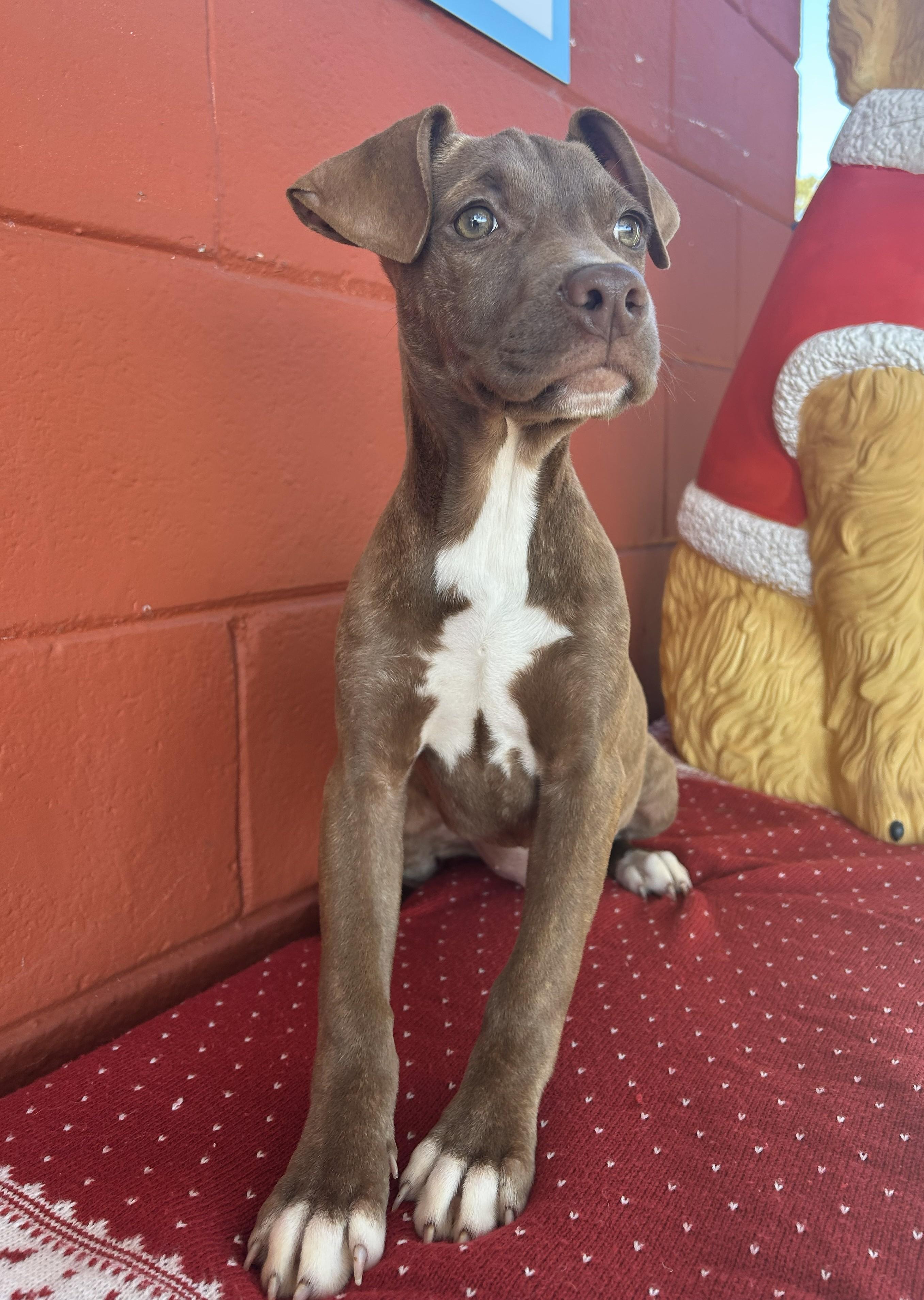 Clover, a ADOPTABLE mixed breed in Pensacola, FL image 1/2