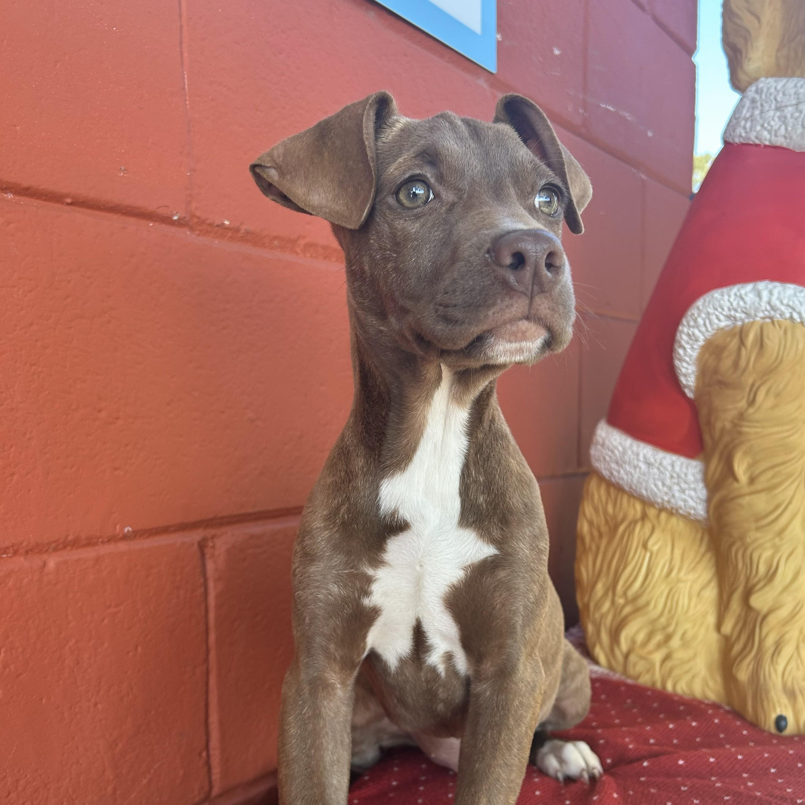 Enlarge Clover, an adoptable mixed breed in Pensacola, FL image 1/2
