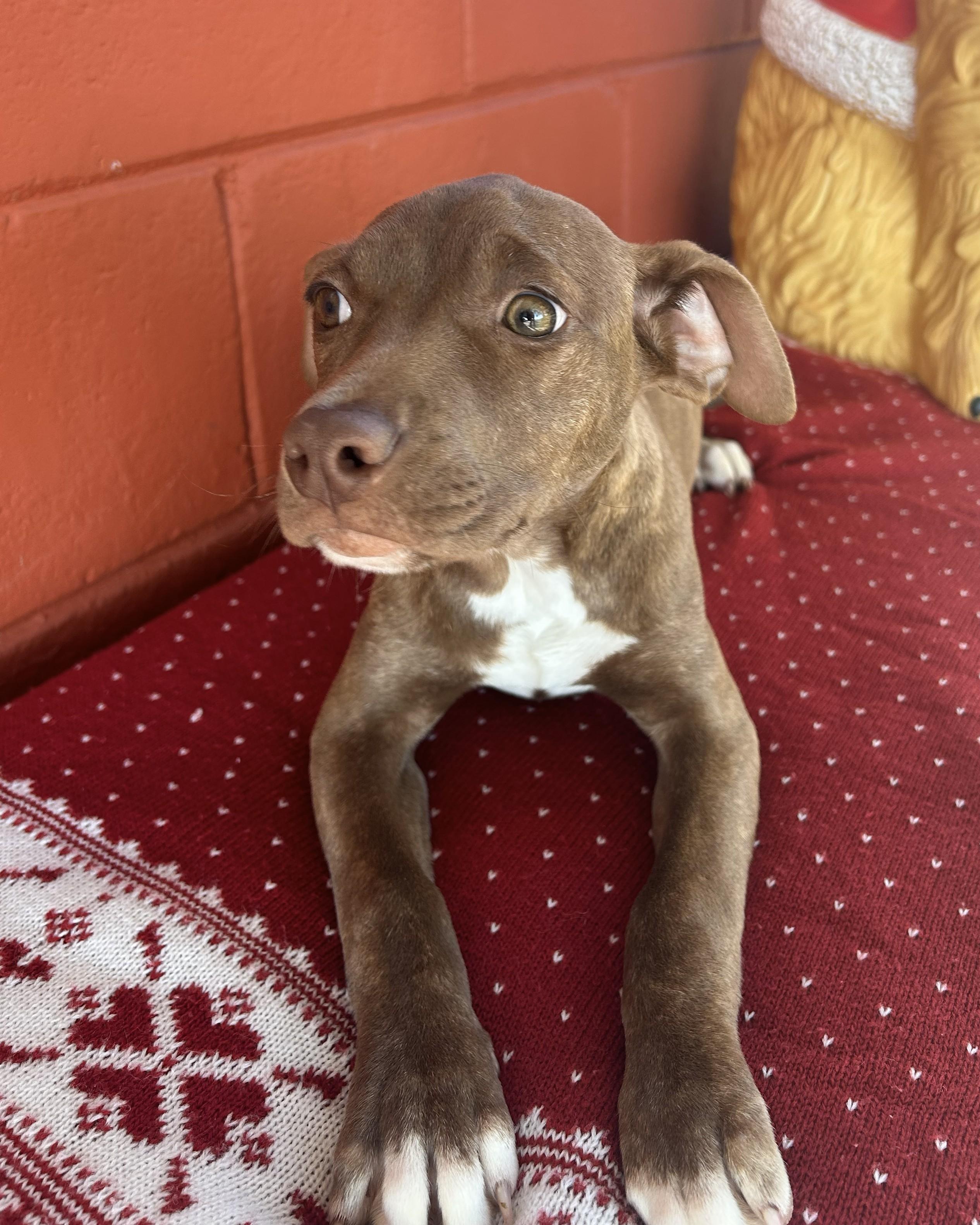 Clover, a ADOPTABLE mixed breed in Pensacola, FL image 2/2