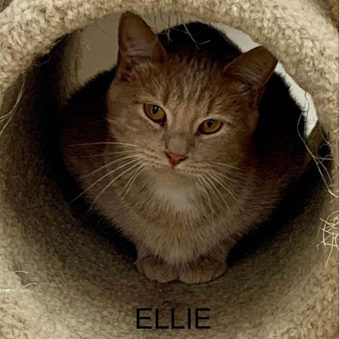 Enlarge Ellie, a Adoptable Tabby in Rushville, IL image 1/1