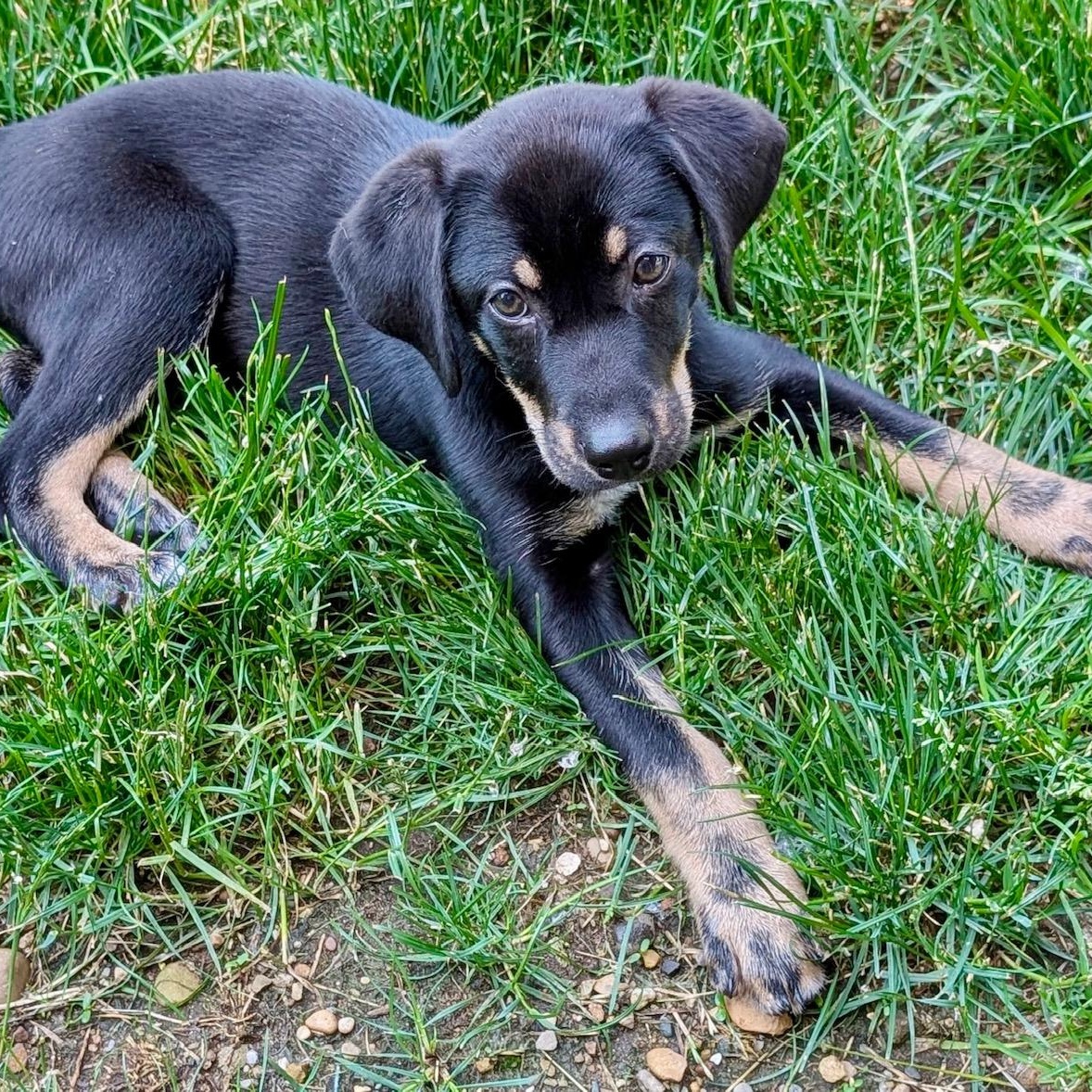 Boomer, Baby Male unknown
