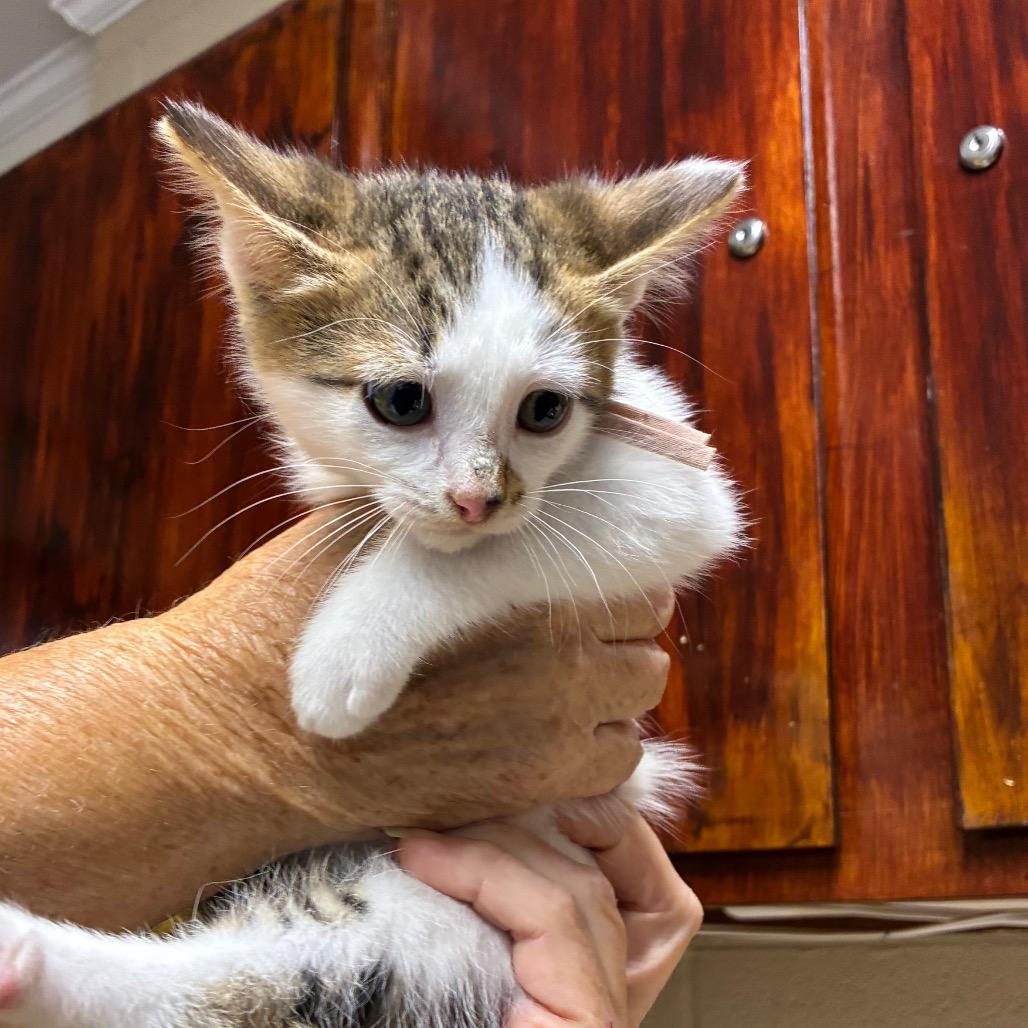 Enlarge Howell, a Adoptable American Shorthair in Danville, KY image 1/3
