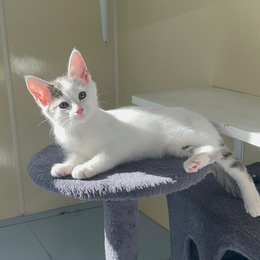 Enlarge Howell, a Adoptable American Shorthair in Danville, KY image 4/5