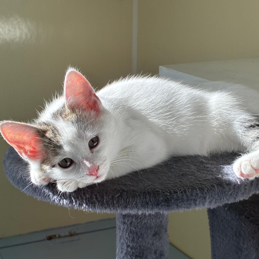 Enlarge Howell, a Adoptable American Shorthair in Danville, KY image 5/5