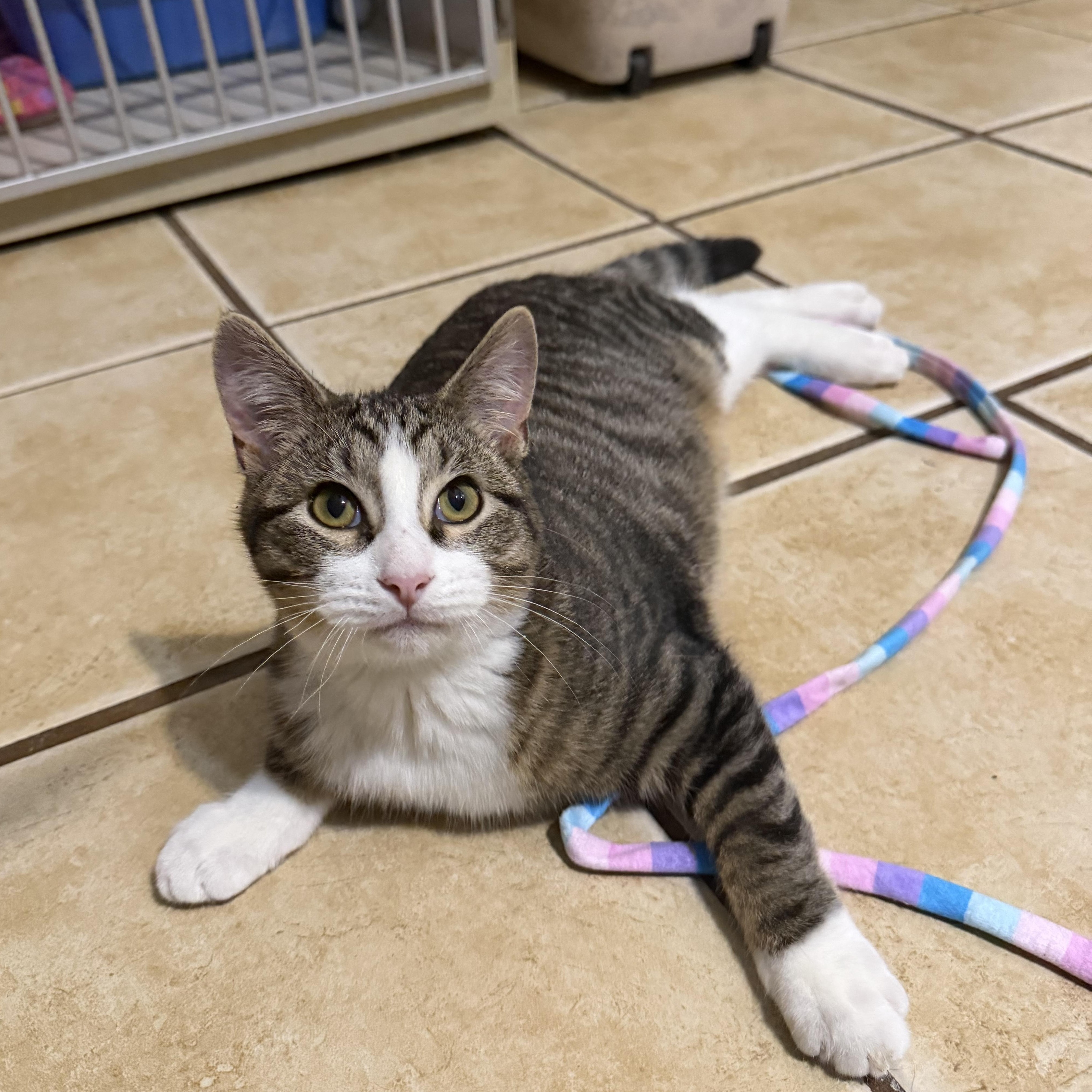 Enlarge CEDAR aka PATRICK, an adopted Domestic Short Hair in Hamilton, NJ image 1/1