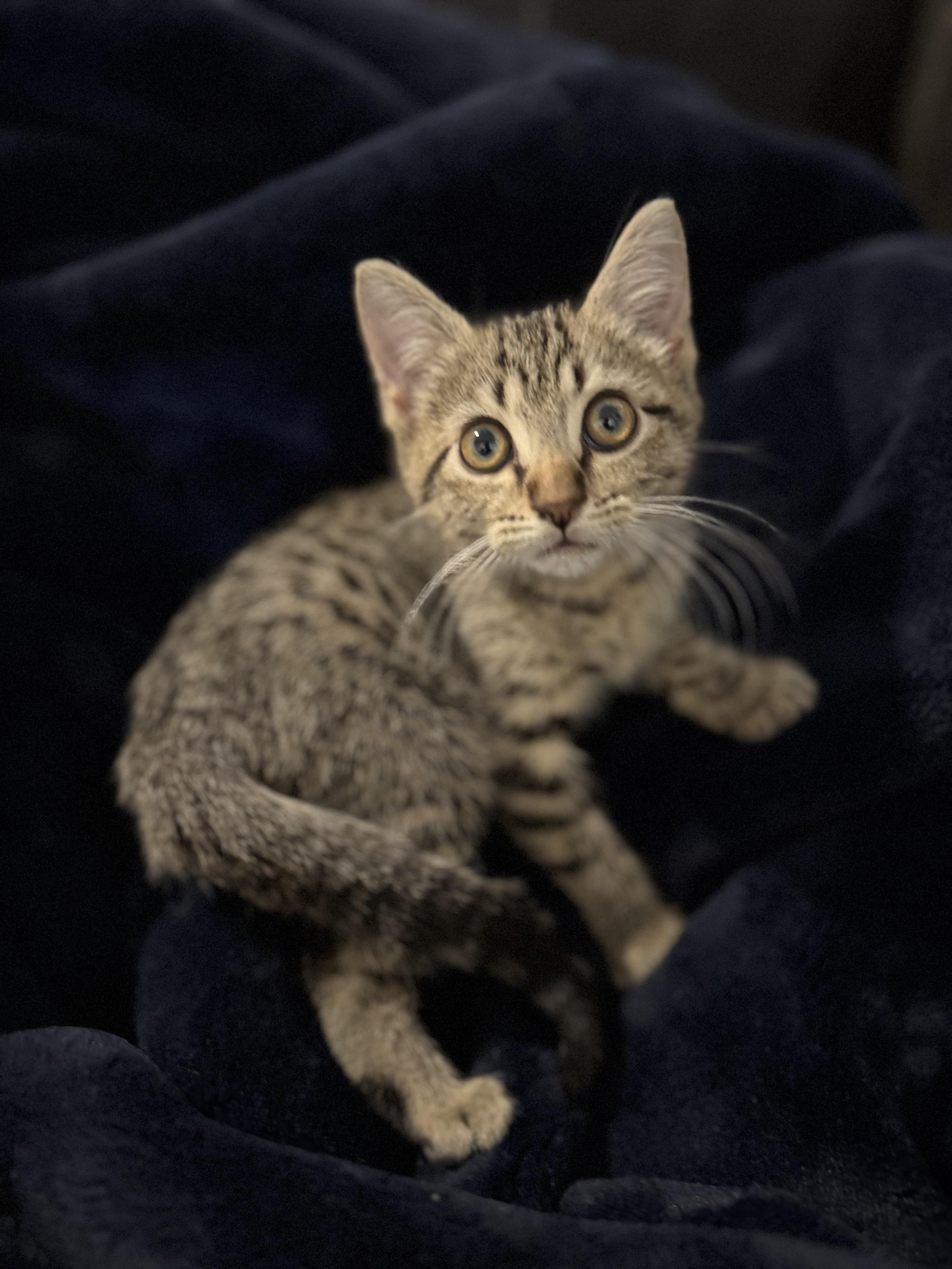 Turbo, a Adoptable Domestic Short Hair in Denver, CO image 2/6