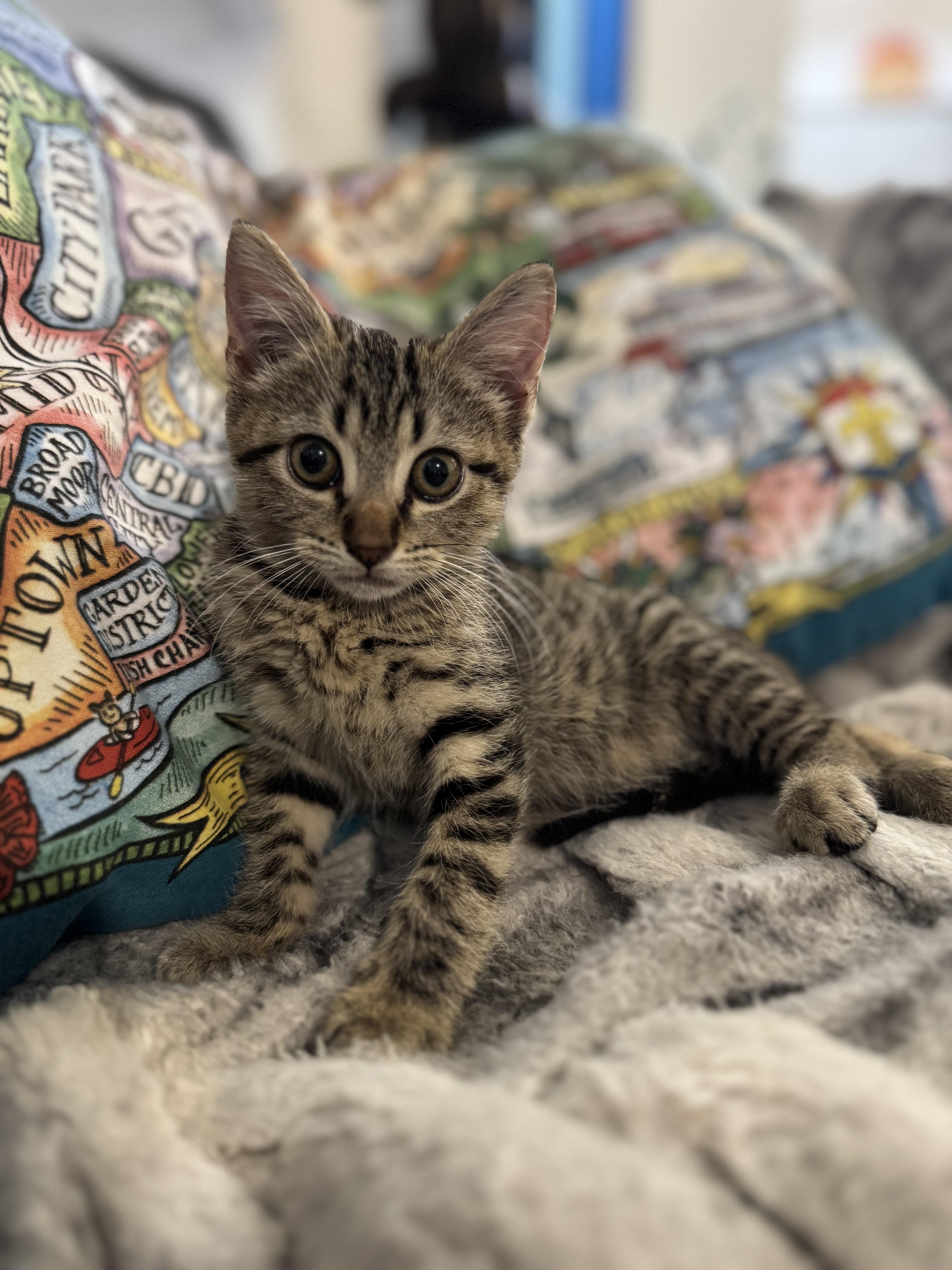 Turbo, a Adoptable Domestic Short Hair in Denver, CO image 3/6