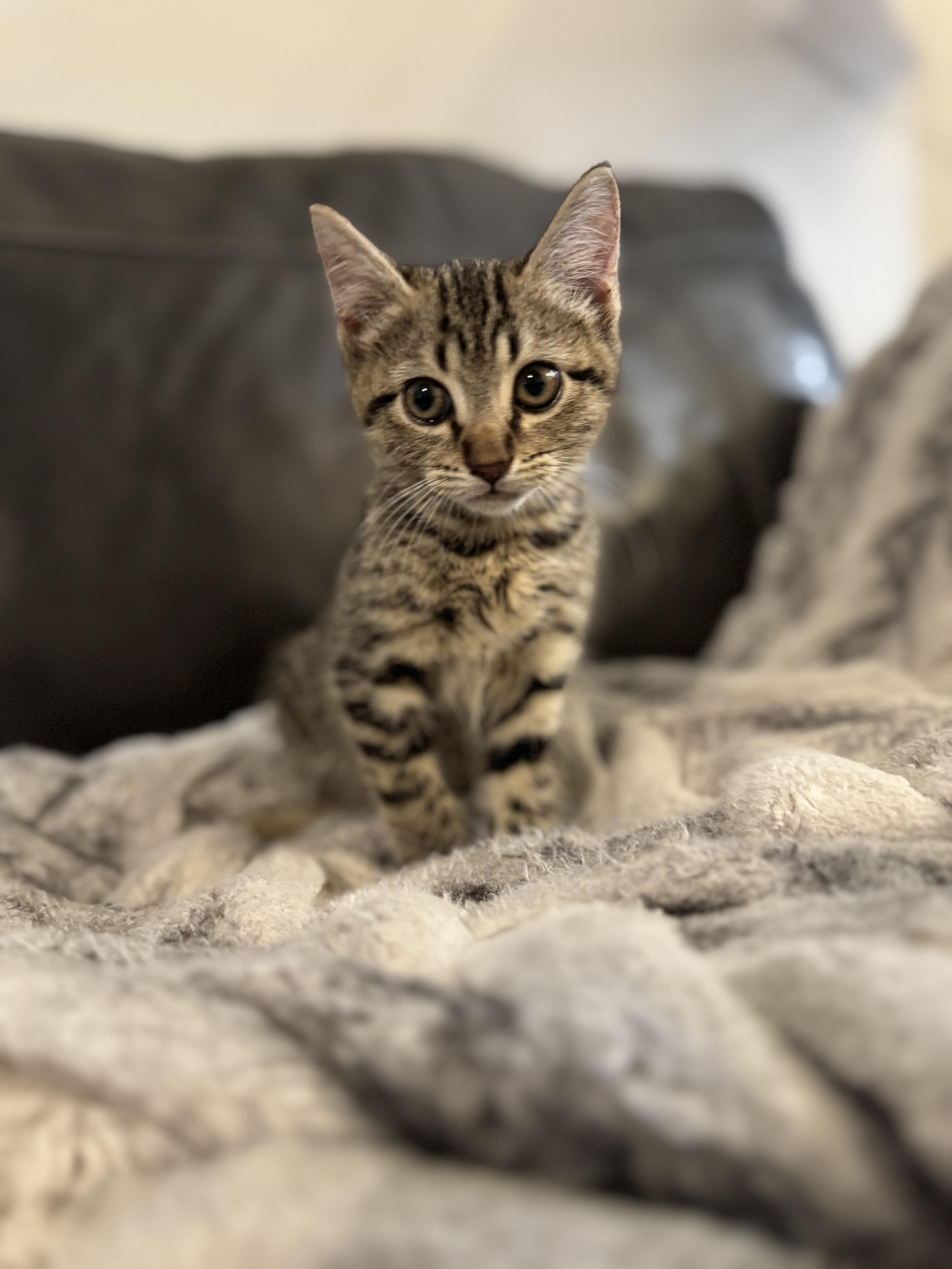 Turbo, Adoptable, Kitten Male Domestic Short Hair.