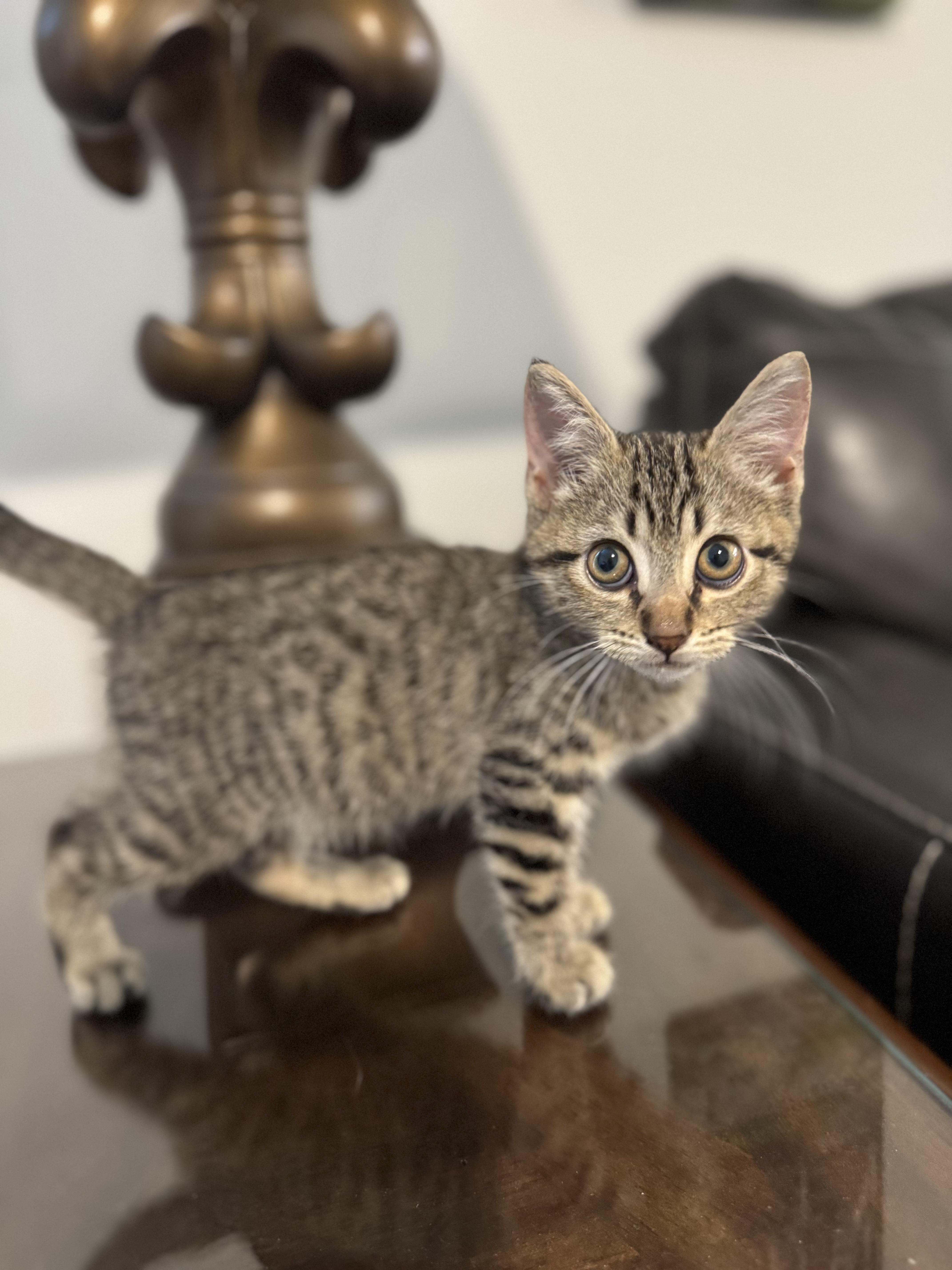 Turbo, a Adoptable Domestic Short Hair in Denver, CO image 4/6
