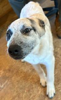 Badger, Adoptable, Puppy Male Anatolian Shepherd.