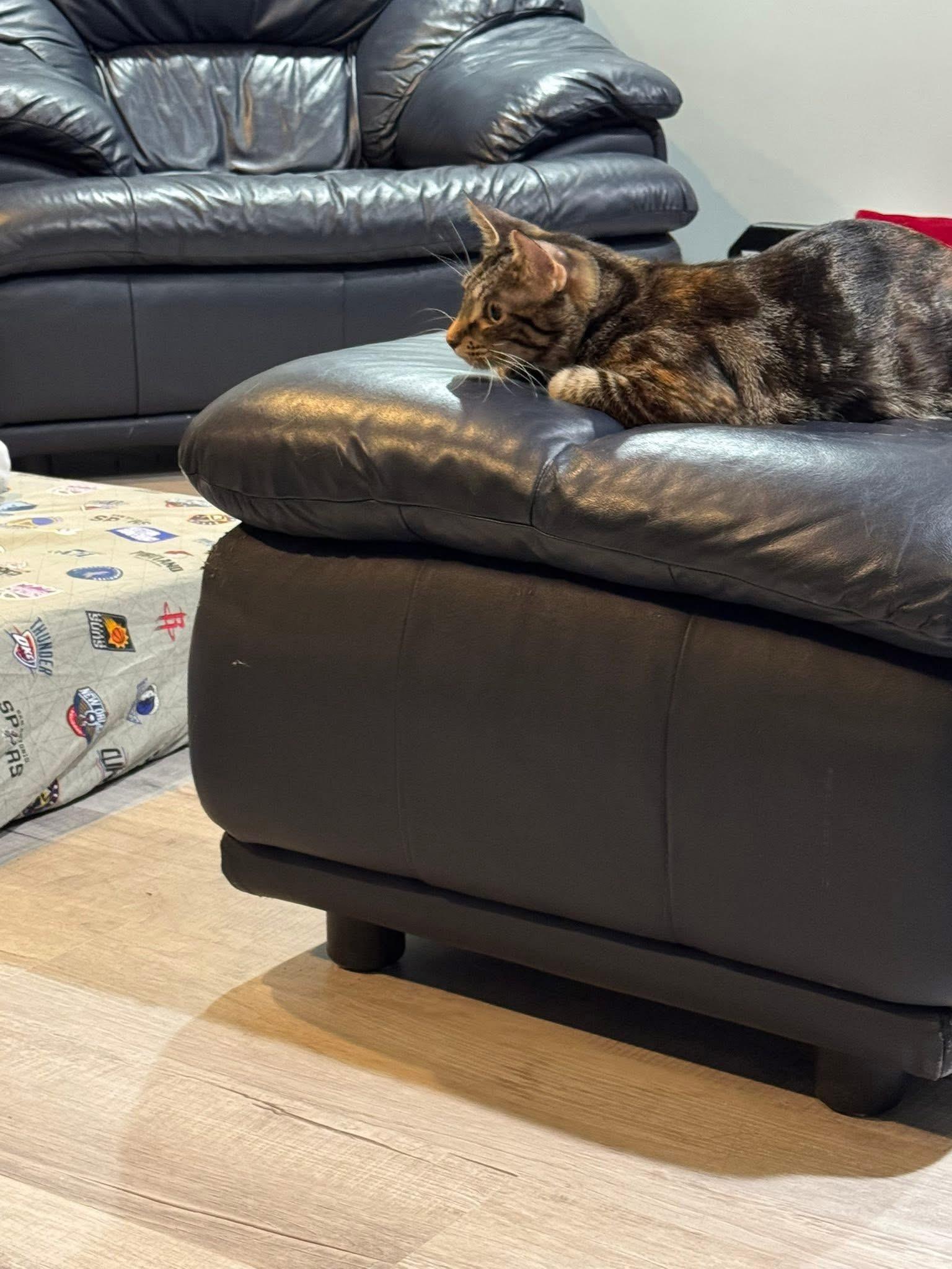 Enlarge Moira Rose , an adopted Domestic Short Hair in Enfield, CT image 3/3