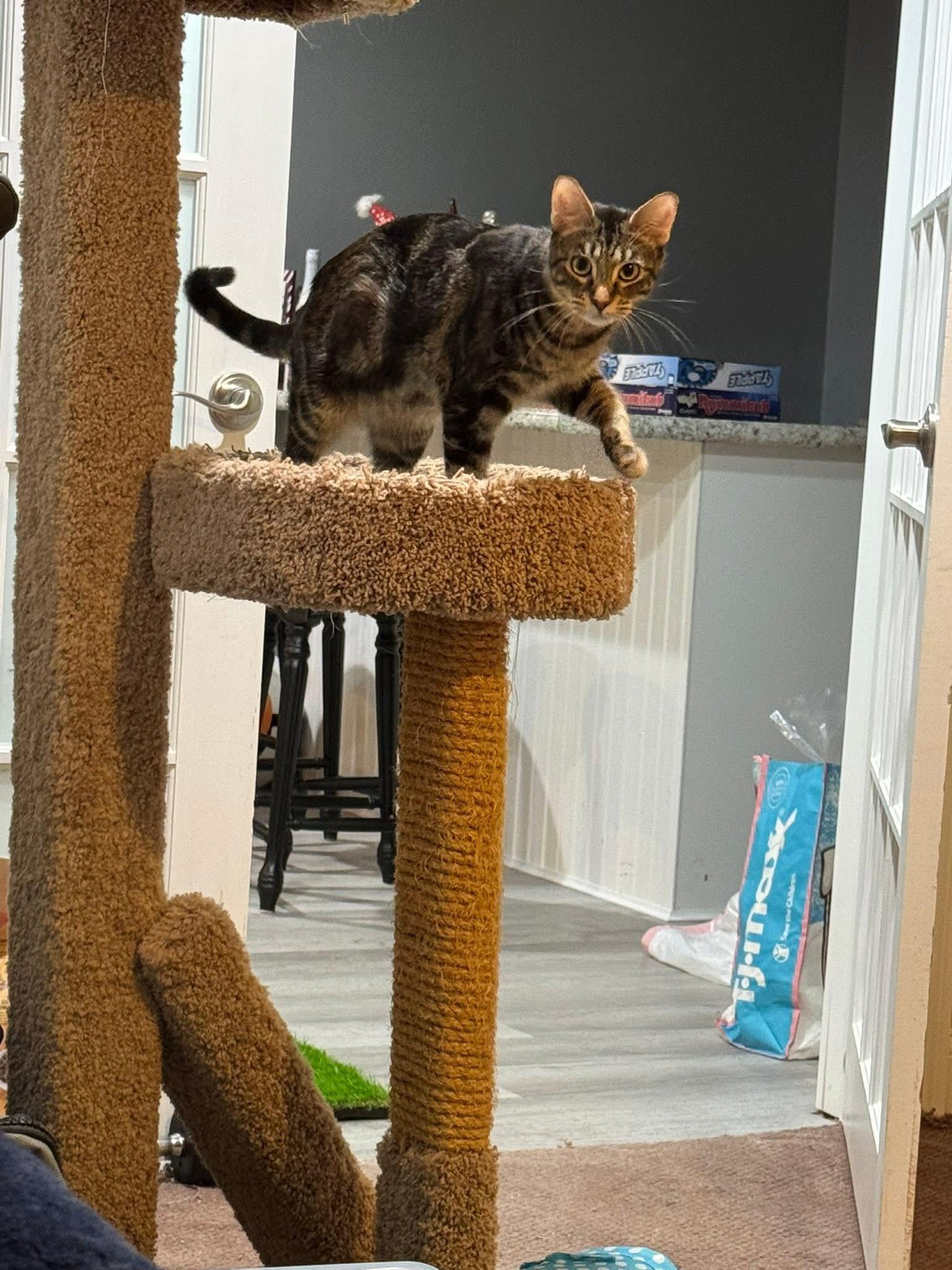 Enlarge Moira Rose , an adopted Domestic Short Hair in Enfield, CT image 1/3