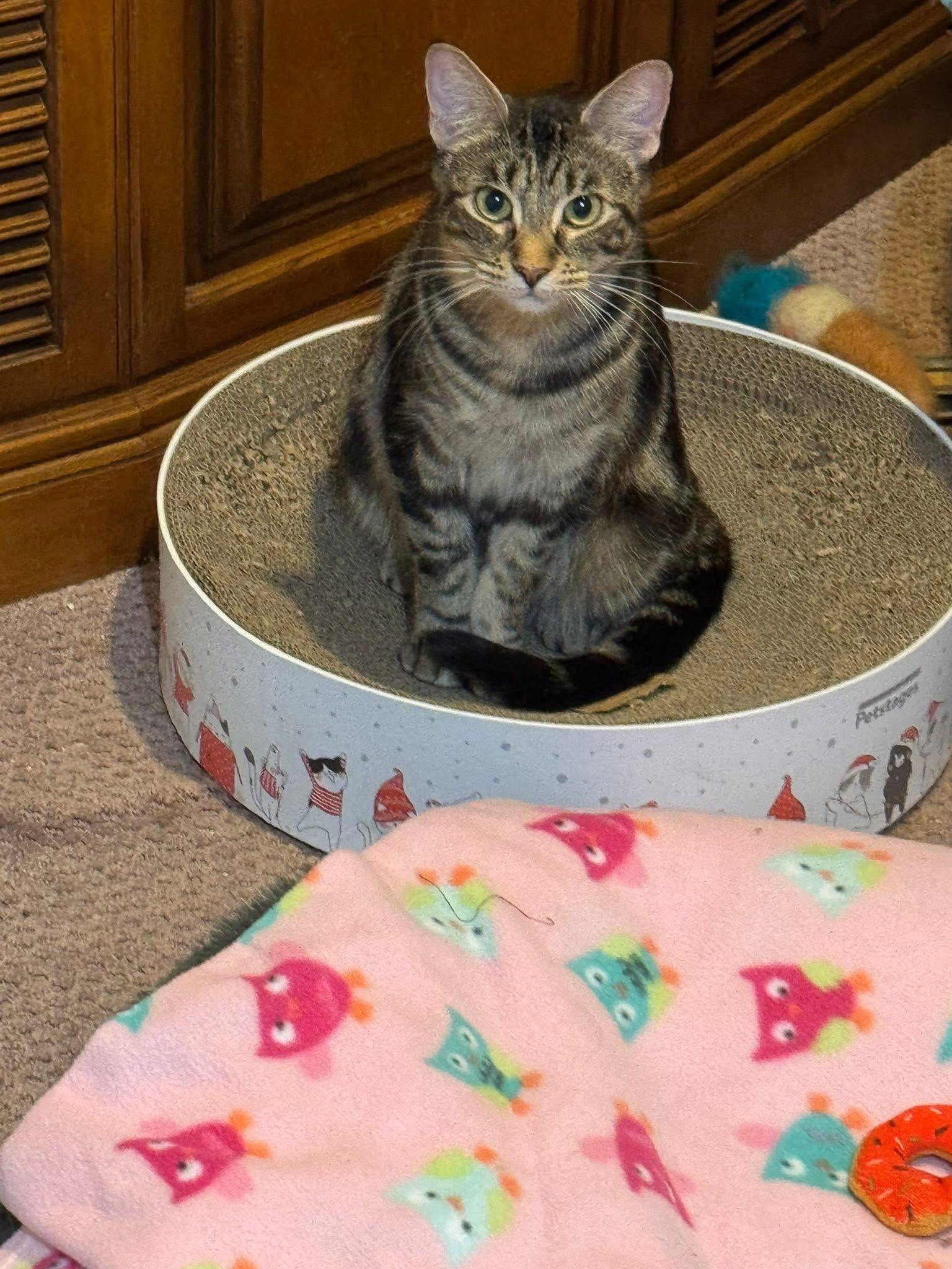 Enlarge Moira Rose , an adopted Domestic Short Hair in Enfield, CT image 2/3