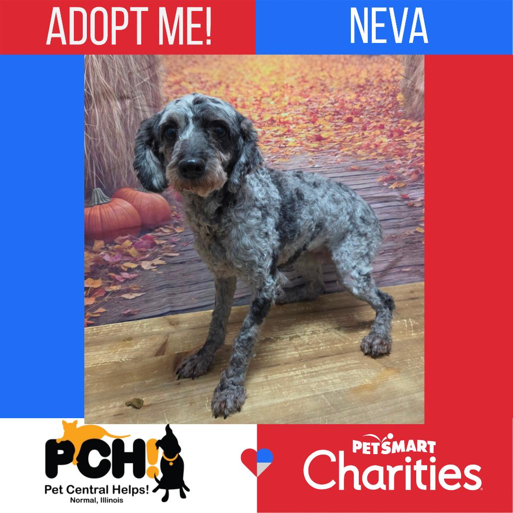 Neva, Adoptable, Senior Female Miniature Poodle.